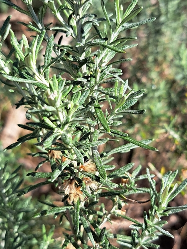 Coastal Daisy-Bush