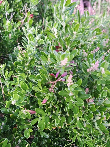 Seaberry Saltbush