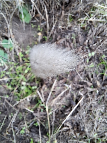 Hare's Tail Grass