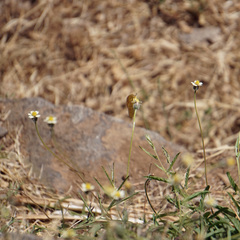 Catopsilia florella