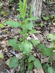 Solidago auriculata