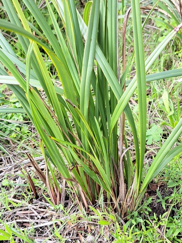 Coast Flax-Lily