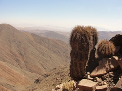 Copiapoa atacamensis