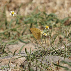 Catopsilia florella