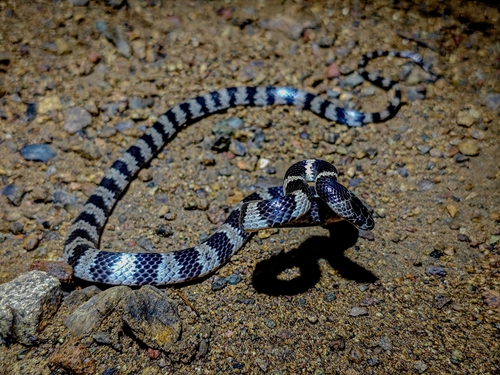 Panzhihua Wolf Snake