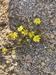 Eriophyllum ambiguum