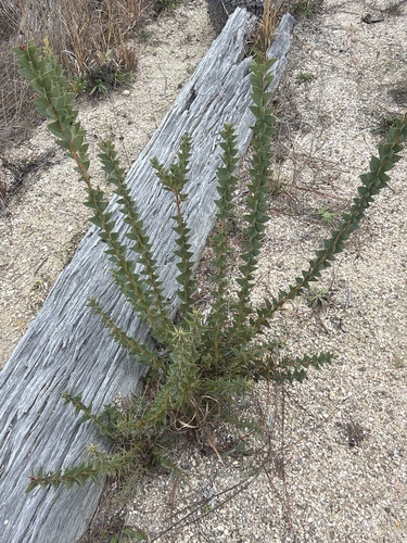 Acacia cultriformis, photograph 4