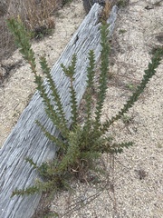 (c) Martin Hannan-Jones, some rights reserved (CC BY) Acacia cultriformis, photograph (c) Martin Hannan-Jones, some rights reserved (CC BY)