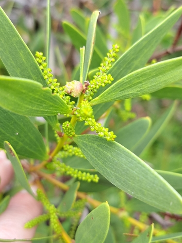 Longleaf Wattle