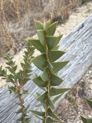 Acacia cultriformis, photograph (c) Martin Hannan-Jones, some rights reserved (CC BY)