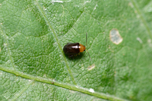 Bikasha collaris