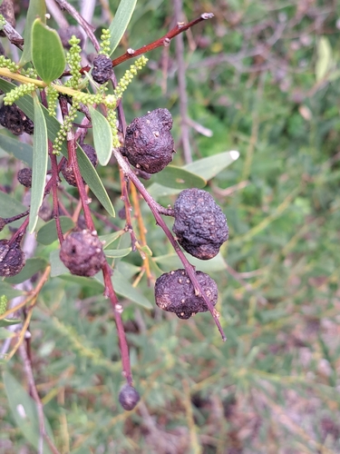 Longleaf Wattle Gall Wasp