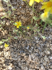 Eriophyllum ambiguum