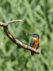 Common Kingfisher