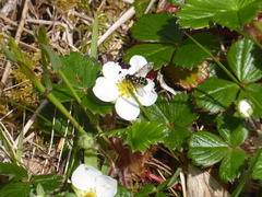 Dasysyrphus intrudens