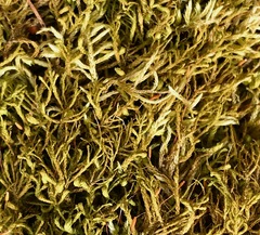 Entodon cladorrhizans