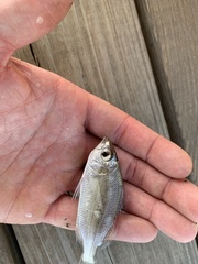 Eucinostomus harengulus