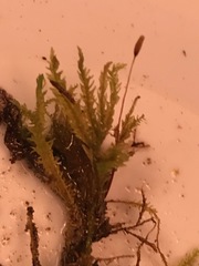 Entodon cladorrhizans