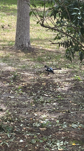 Oriental Magpie