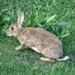 Wild European Rabbit - Photo (c) Andy Pearce 🕊, some rights reserved (CC BY-NC), uploaded by Andy Pearce 🕊