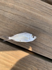 Eucinostomus harengulus