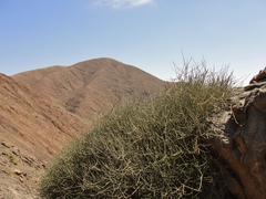 Ephedra breana