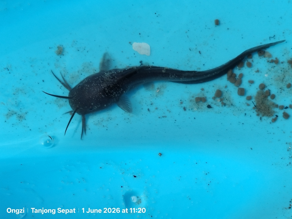 Barbel Eel Catfish