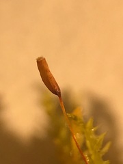 Entodon cladorrhizans