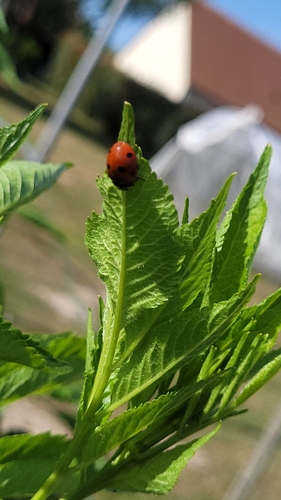 Seven-spotted Lady Beetle