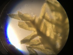 Entodon cladorrhizans
