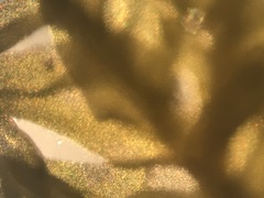 Entodon cladorrhizans