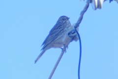 Pooecetes gramineus confinis