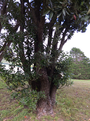 Metrosideros excelsa