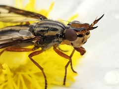 Dorycera grandis