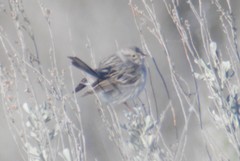 Spizella breweri breweri