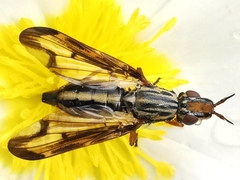 Dorycera grandis