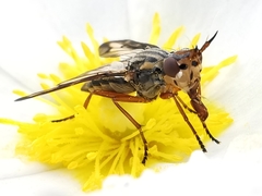 Dorycera grandis