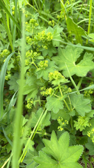 Alchemilla vulgaris
