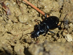 Pterostichus coracinus