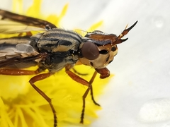 Dorycera grandis