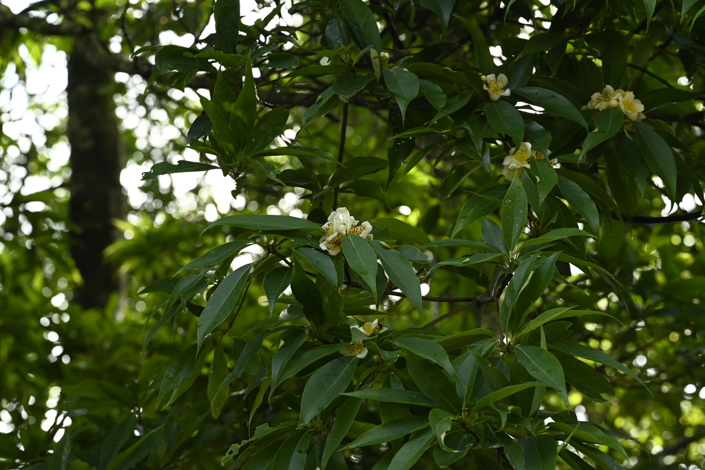 Schima superba; photograph (c) 曾昱承 Yu-Cheng Zeng, some rights reserved (CC BY)
