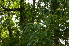 Schima superba, photograph (c) 曾昱承 Yu-Cheng Zeng, some rights reserved (CC BY)
