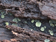 Chlorosplenium