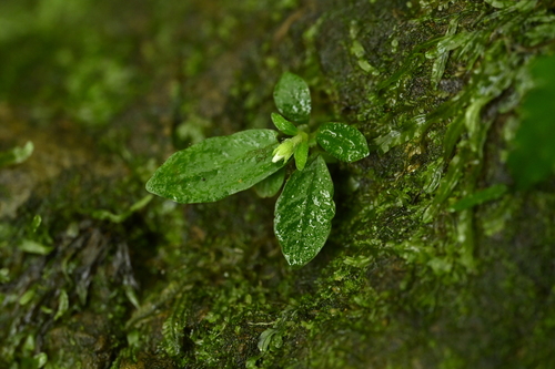 Argostemma observed 2026-06-13