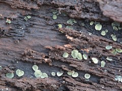 Chlorosplenium