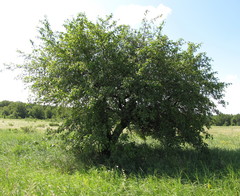Malus praecox