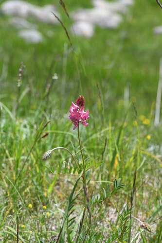 Onobrychis montana, photograph 4