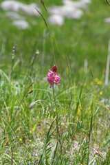 Onobrychis montana, photograph (c) Matteo Martini, some rights reserved (CC BY)
