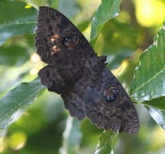 Erebus walkeri