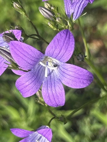Spreading Bellflower